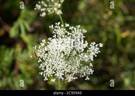 Carota di Daucus, carota selvatica, nido d'uccello, fiori bianchi di pizzo del vescovo in fuoco macro-selettivo dei prati Foto Stock