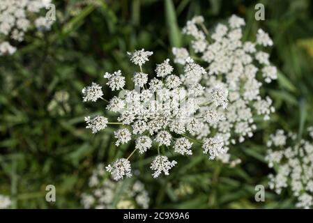 Carota di Daucus, carota selvatica, nido d'uccello, fiori bianchi di pizzo del vescovo in fuoco macro-selettivo dei prati Foto Stock