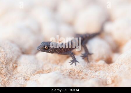 Gecko di Bynoe (Heteronotia binoei) su calcare. Marzo 2012. Santuario di Entwood. Sandleton. Murraylands. Australia del Sud. Australia. Foto Stock