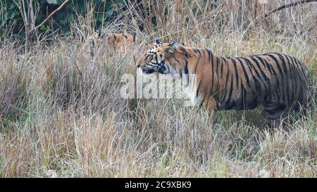 primo piano di una giovane tigre che stalking preda alla riserva di tadoba in india Foto Stock