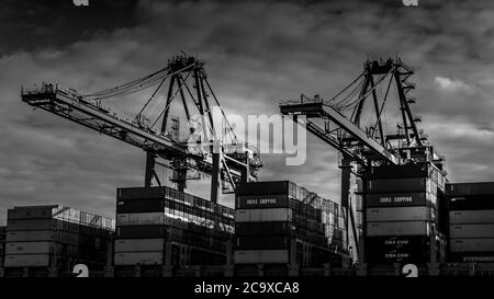 Foto in bianco e nero del porto dei container con le grandi gru dei container che caricano un Freighter Ocean Going nel porto di Vancouver Foto Stock