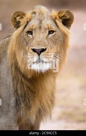 Leone giovane con manna poco sviluppata che cammina attraverso la savana africana. Foto Stock