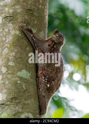 Wild Malese Colugo (lemuri volanti) a Singapore Foto Stock