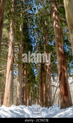 Gli alberi di cedro giapponesi, che si dice siano più di 400 anni, costeggiano il percorso per il Santuario superiore di Togakushi. Prefettura di Nagano, Giappone Foto Stock