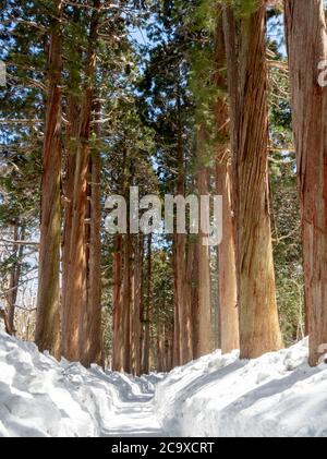 Gli alberi di cedro giapponesi, che si dice siano più di 400 anni, costeggiano il percorso per il Santuario superiore di Togakushi. Prefettura di Nagano, Giappone Foto Stock