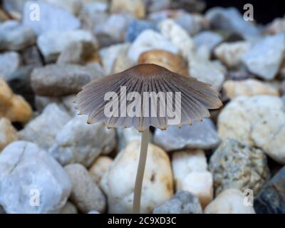 Parasol Ink Cap fungo, Australia Foto Stock
