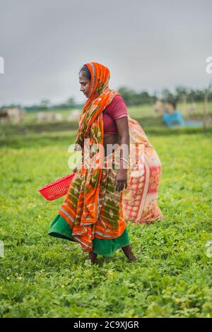 Coltivatore che lavora del campo di Bitter Gourds. Khulna, Bangladesh. Foto Stock