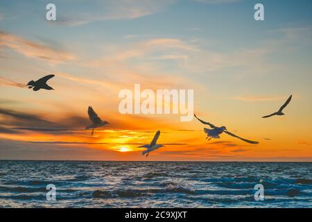 Gabbiani in volo sopra il mare al tramonto - bellissimo movimento congelato con spazio di copia Foto Stock