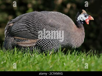 Guineafonlo helmeted (numida meleagris) Foto Stock