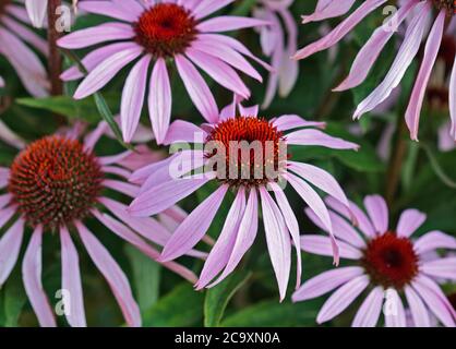 Cono di rosa Fiori (echinacea) Foto Stock