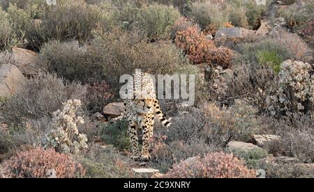 Ghepardo (Achinonyx jubatus) che allunga Foto Stock