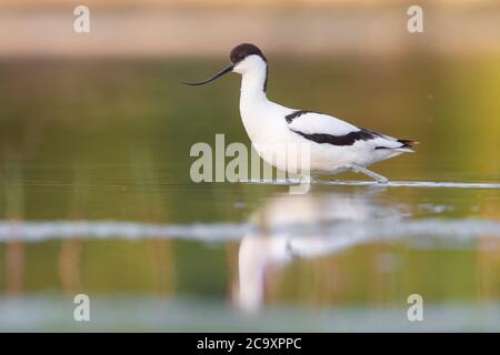 Pied Avocet (Recurvirostra avosetta), vista laterale di un adulto che cammina in una palude, Campania, Italia Foto Stock