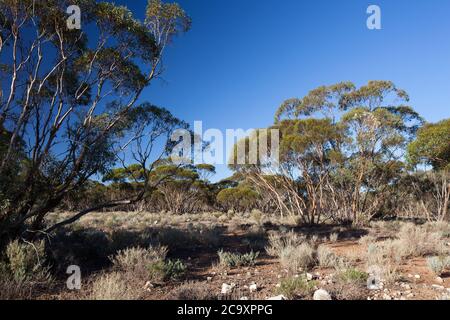 Mallee alberi (Eucalyptus sp.). Aprile 2012. Santuario di Entwood. Sandleton. Murraylands. Australia del Sud. Australia. Foto Stock