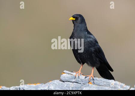 Tosse alpina (Pyrhocorax graculus), adulto in piedi su una roccia, Trentino-Alto Adige, Italia Foto Stock