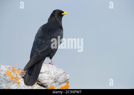 Tosse alpina (Pyrhocorax graculus), adulto in piedi su una roccia, Trentino-Alto Adige, Italia Foto Stock