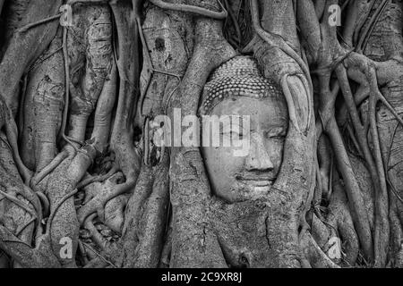 La testa di Buddha nelle radici dell'albero di Banyan Foto Stock