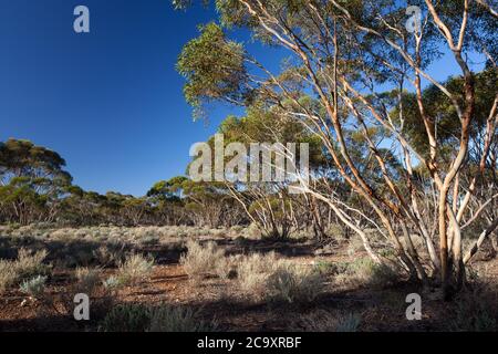 Mallee alberi (Eucalyptus sp.). Aprile 2012. Santuario di Entwood. Sandleton. Murraylands. Australia del Sud. Australia. Foto Stock