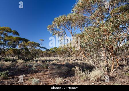 Mallee alberi (Eucalyptus sp.). Aprile 2012. Santuario di Entwood. Sandleton. Murraylands. Australia del Sud. Australia. Foto Stock