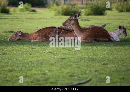 Deers di fiaba (Dama dama) riposando all'ombra di un albero su un caldo giorno d'estate Foto Stock