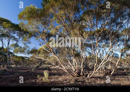 Mallee alberi (Eucalyptus sp.). Aprile 2012. Santuario di Entwood. Sandleton. Murraylands. Australia del Sud. Australia. Foto Stock