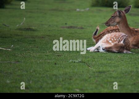 Capriolo femmina (Dama dama) napping all'ombra in una calda giornata estiva Foto Stock