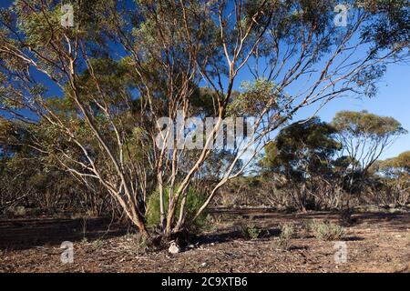 Mallee alberi (Eucalyptus sp.). Aprile 2012. Santuario di Entwood. Sandleton. Murraylands. Australia del Sud. Australia. Foto Stock