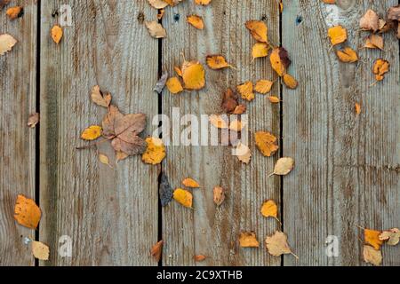 Fogliame autunnale su pavimento in legno Foto Stock