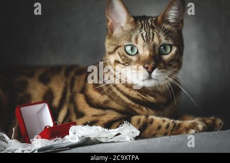 Ritratto di un adorabile gatto del Bengala seduto su un divano con scarpe da sposa e anelli di nozze. Animale domestico. Carino gattino. Foto Stock