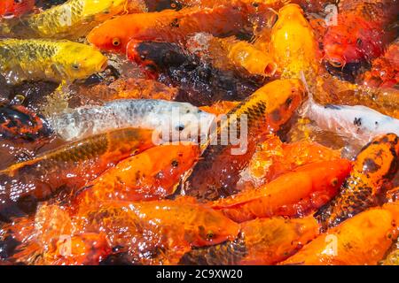 Mucchio di carpa d'oro giapponese koi pesce in stagno Foto Stock