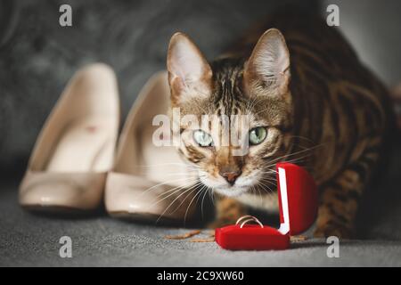 Ritratto di un adorabile gatto del Bengala seduto su un divano con scarpe da sposa e anelli di nozze. Animale domestico. Carino gattino. Foto Stock