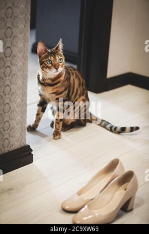 Ritratto di un adorabile gatto del Bengala seduto su un divano con scarpe da sposa e anelli di nozze. Animale domestico. Carino gattino. Foto Stock