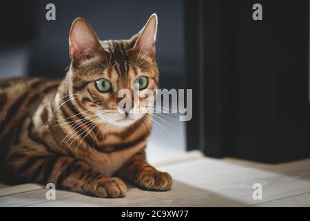 Ritratto di un adorabile gatto bengala seduto su un pavimento. Animale domestico. Carino gattino. Foto Stock