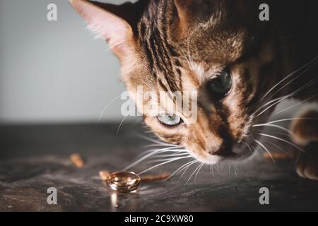 Ritratto di un adorabile gatto del Bengala seduto su un divano con scarpe da sposa e anelli di nozze. Animale domestico. Carino gattino. Foto Stock