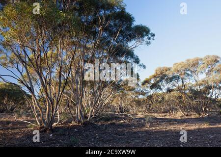 Mallee alberi (Eucalyptus sp.). Aprile 2012. Santuario di Entwood. Sandleton. Murraylands. Australia del Sud. Australia. Foto Stock