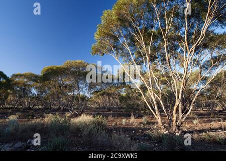 Mallee alberi (Eucalyptus sp.). Aprile 2012. Santuario di Entwood. Sandleton. Murraylands. Australia del Sud. Australia. Foto Stock