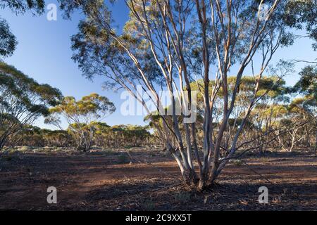 Mallee alberi (Eucalyptus sp.). Aprile 2012. Santuario di Entwood. Sandleton. Murraylands. Australia del Sud. Australia. Foto Stock