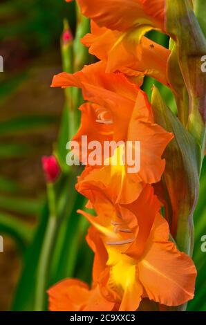Un unico, vivace gladiola arancione, primo piano in un campo, come una ghirlanda a lato della foto Foto Stock