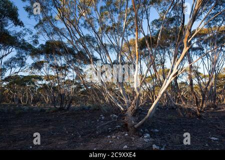 Mallee alberi (Eucalyptus sp.). Aprile 2012. Santuario di Entwood. Sandleton. Murraylands. Australia del Sud. Australia. Foto Stock