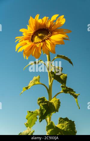 Girasole giallo e blu cielo Foto Stock