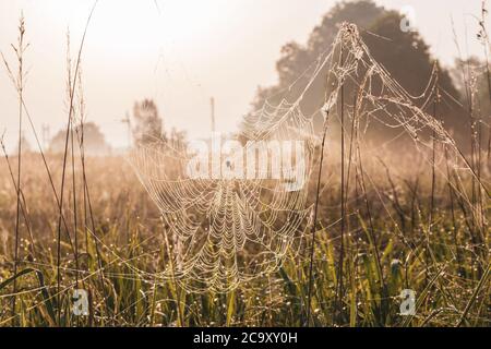 Gocce di rugiada Spider. Ragno seduto al centro del web. Mattina presto. Dawn nel campo russo. Foto Stock
