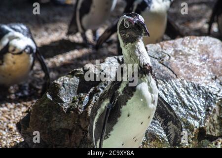 Gruppo di pinguini africani nel parco naturale Foto Stock