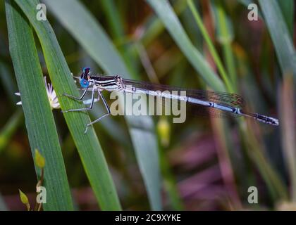 Primo piano di un maschio maturo di damselfly a zampe bianche. Conosciuto anche come damesfly blu della gamba di piuma o pennipi di Platycnemis. Messa a fuoco selettiva, sfondo sfocato Foto Stock