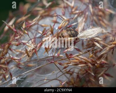 Primo piano della ninfa mid-instar di Tartaruga Bug. Ninfa di Eurygaster testudinaria nel web del ragno. Messa a fuoco selettiva, sfondo sfocato. Foto Stock