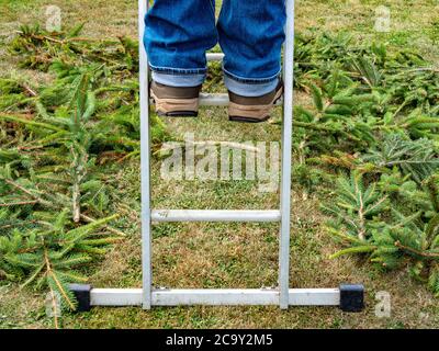 Stivali e zampe inferiori in jeans denim, in piedi su un gradino di una scala in alluminio, circondati da talee di ramificazione di un abete. Foto Stock