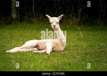 Alpaca bianca bambino seduto sull'erba Foto Stock