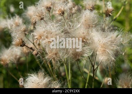 testa di fiore di thistle con i semi morbidi sulla closeup di giorno soleggiato Foto Stock