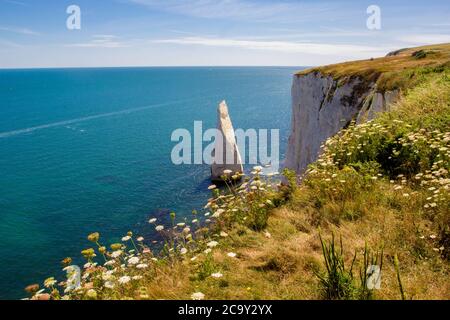 Old Harry Rocks, Dorset, England, Regno Unito Foto Stock