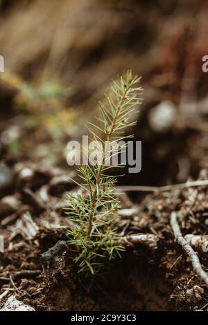 Closeup di una pineta piantata in foresta. Restauro per la foresta che bruciò. Foto Stock