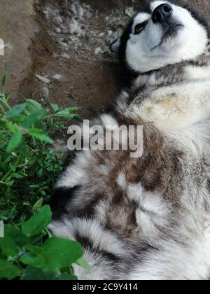 Un cane Husky ​​with pelliccia cadente giace sulla sua schiena. Il cambio del rivestimento è in corso. Foto Stock