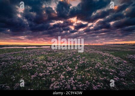 L'alba raccoglie la lavanda di mare sulle paludi Norfolk. Foto Stock